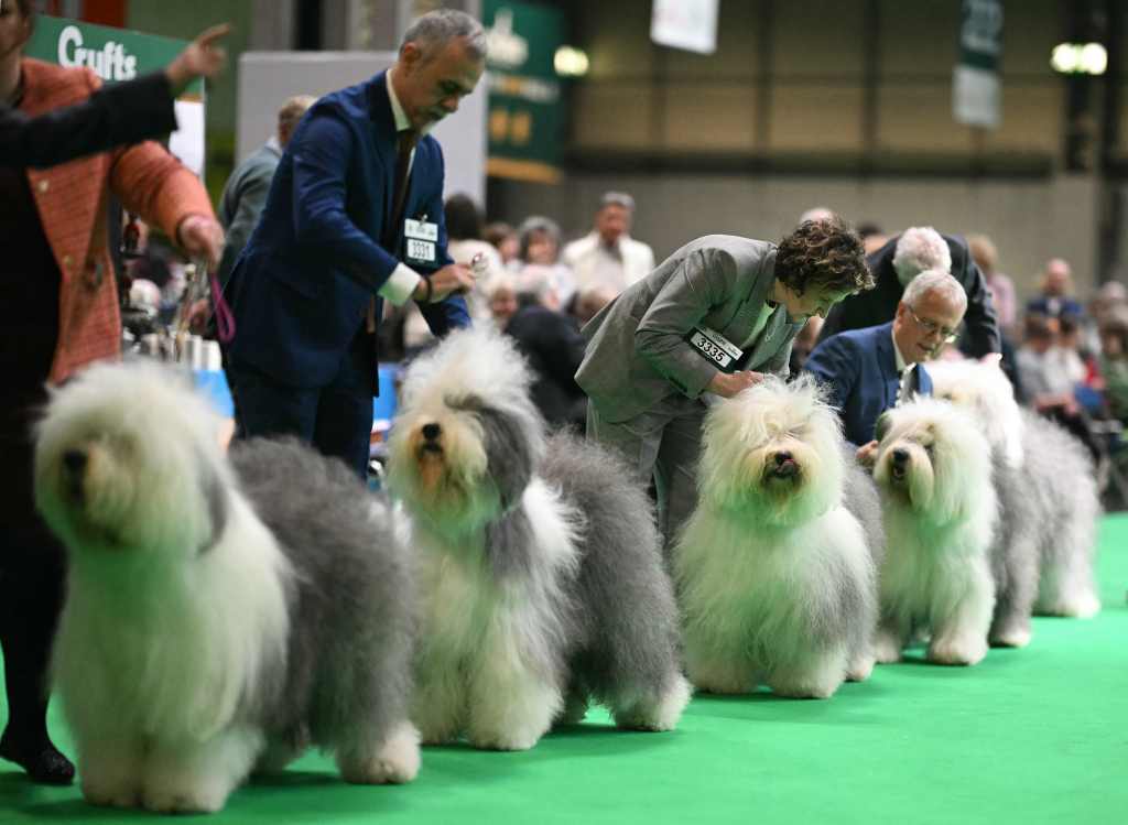 Crufts holds the key to the British psyche
