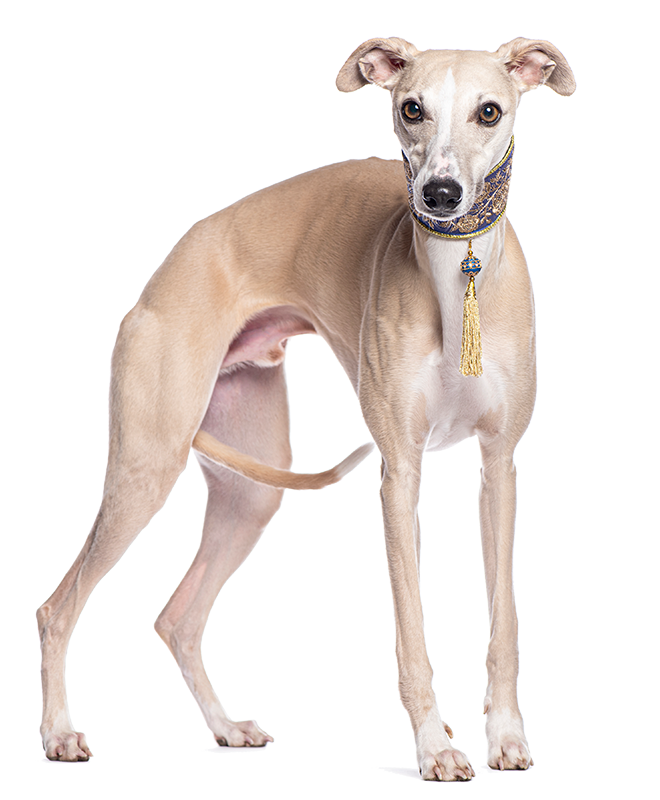 What your whippet says about you