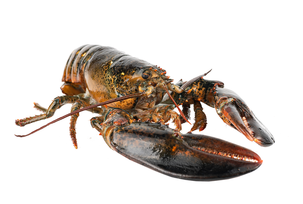 lobster