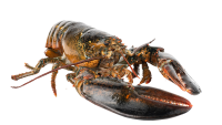 lobster