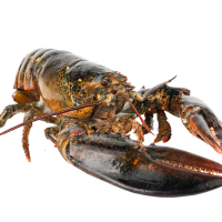 lobster