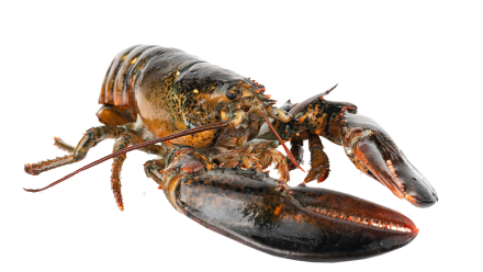 lobster