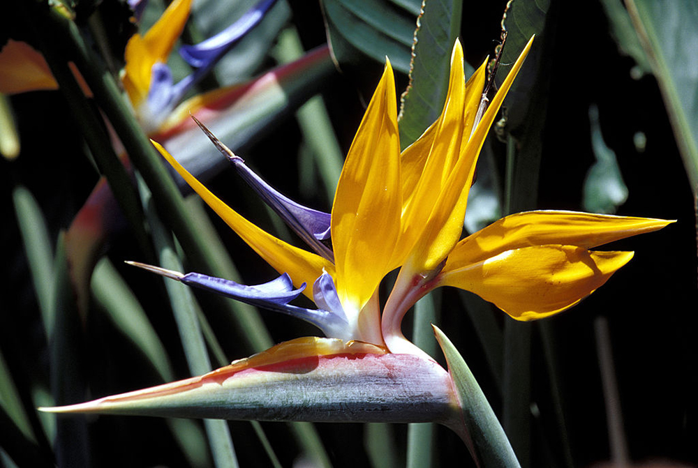 The marvels of Cuba’s national botanic gardens