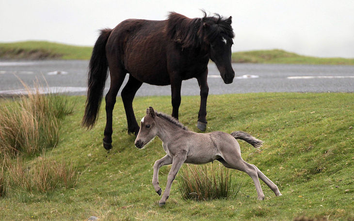 Wie der König helfen kann, die Ponys von Dartmoor zu retten