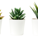 plastic plant