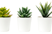 plastic plant