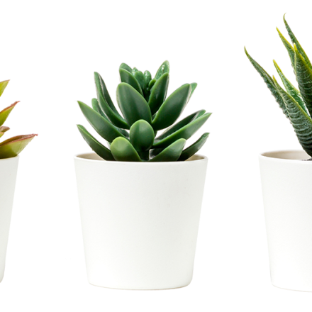 plastic plant