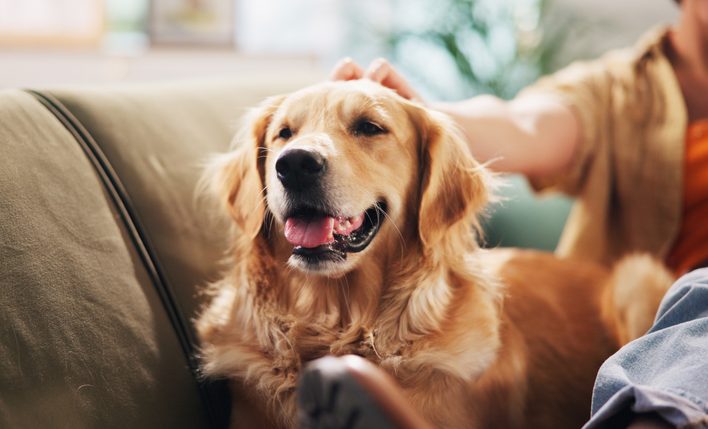 Is Britain too hot for our pet dogs?