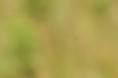 grouse