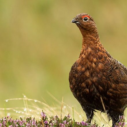 grouse