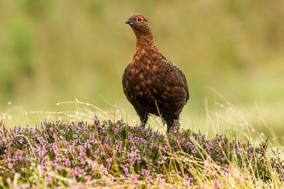 grouse