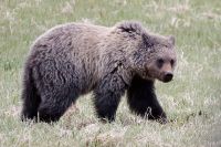 Grizzly