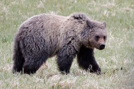 Grizzly