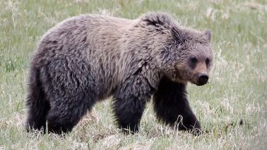 Grizzly