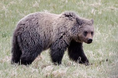 Grizzly
