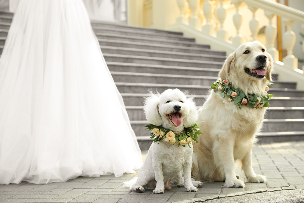 If we allow dogs at weddings, why not a python?