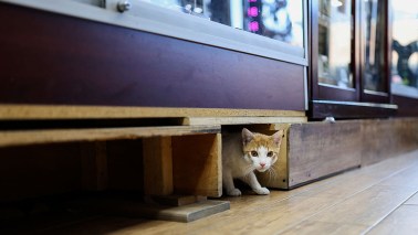 bodega cat