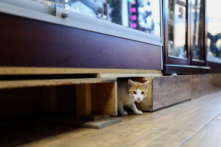 bodega cat