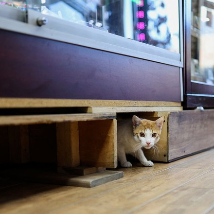 bodega cat