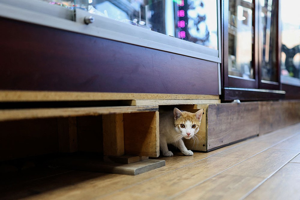 bodega cat