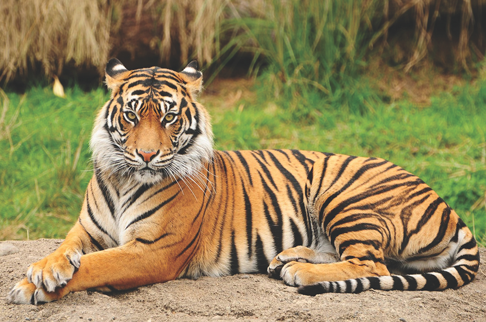 Why are people surprised when animals defend themselves?
