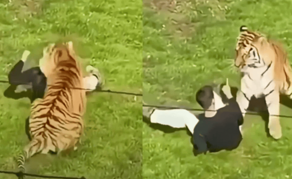 Why does the internet hate the young man killed by a tiger?