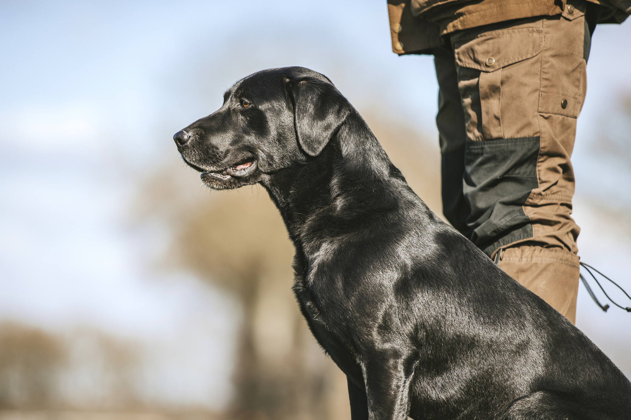 Is your dog right-wing?