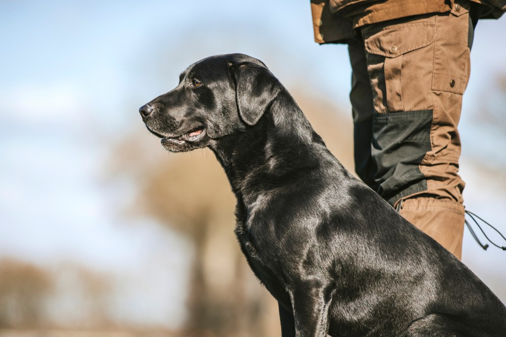 Is your dog right-wing?